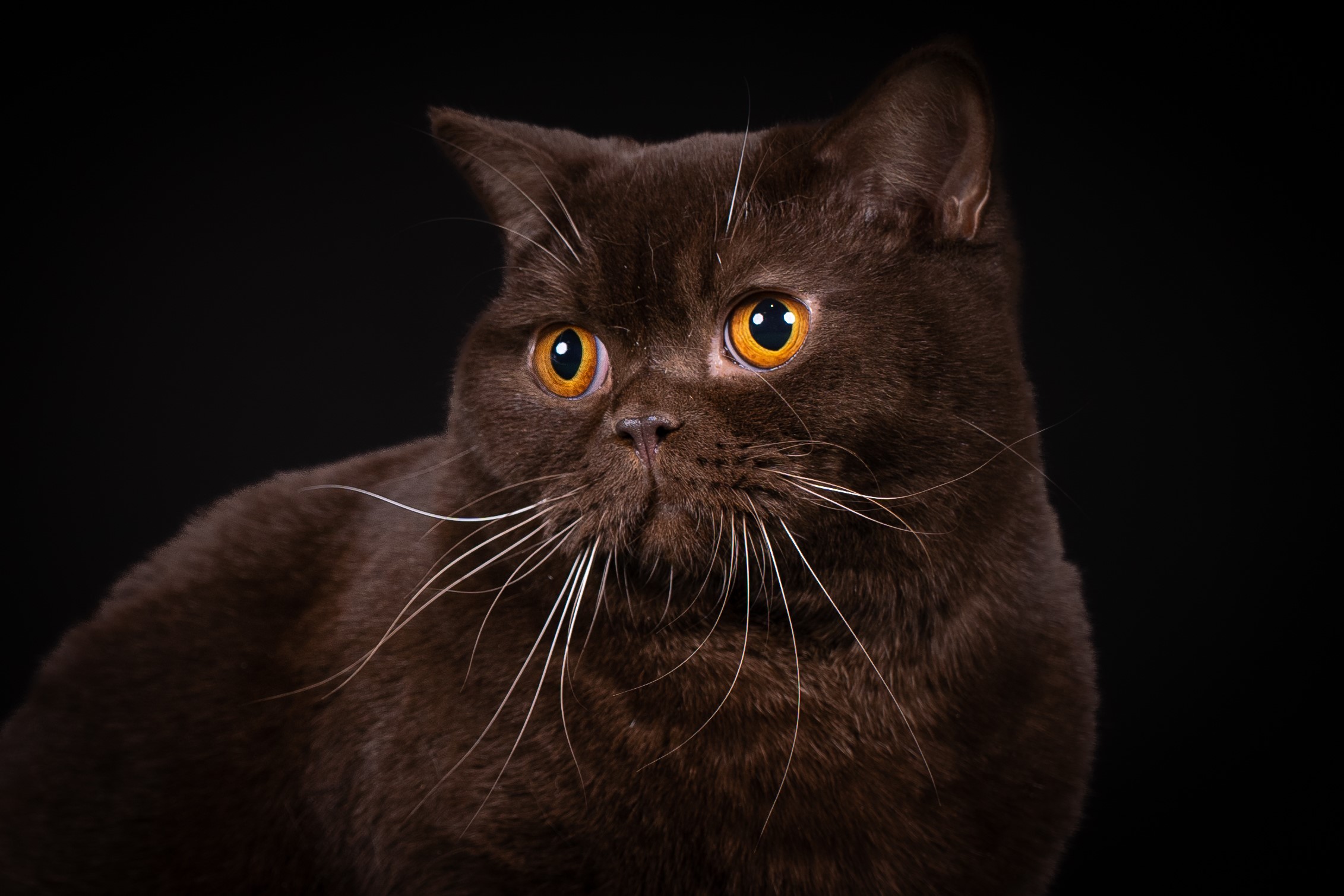 PR. Andantes Engin Elvis